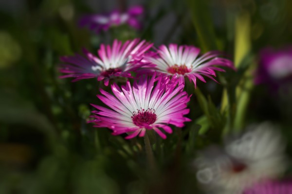 sun worshippers  rosadream by Dagmar Marina